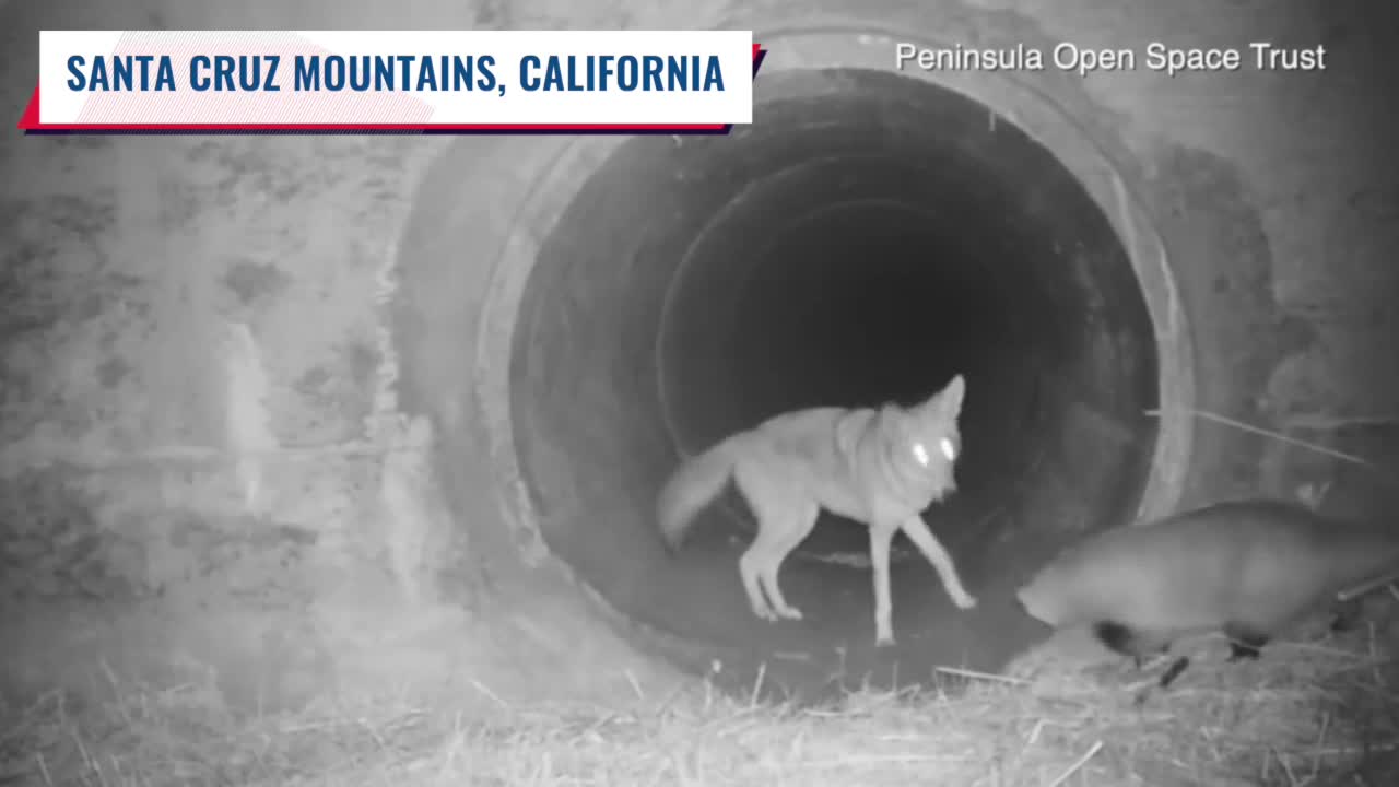 Check This Out: Coyote, badger travel under CA highway together