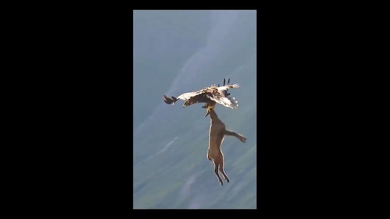 Eagle attack