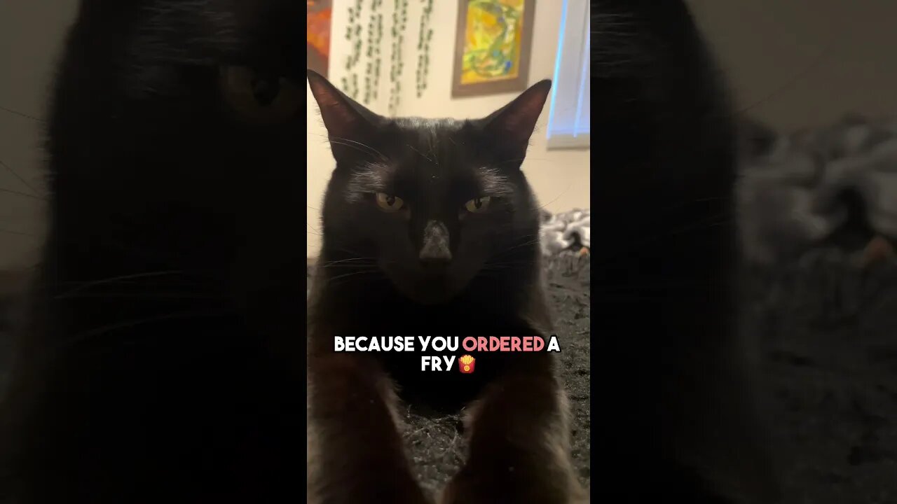 Chicken Nuggies🐤 #cat #blackcat #leonthecatdad #leontcd #relatable #relationship #viral