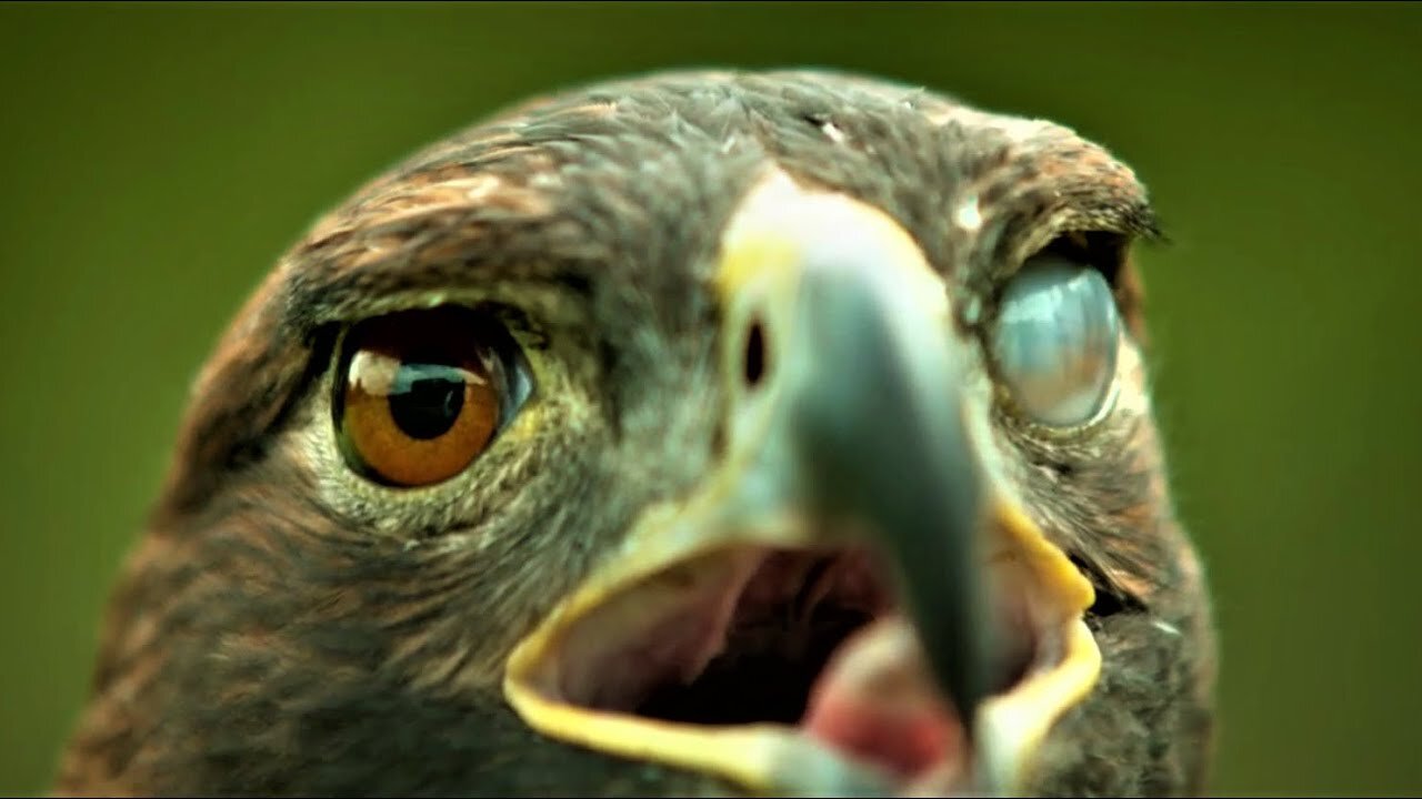 Blinking Eagle Eye:"Slow Mo" Left Eye Blinking | "Insane Eagle Eye"