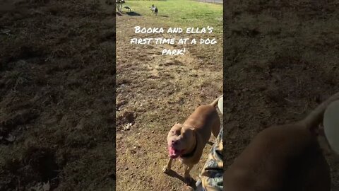 1st time at dog park! #shorts #pitbull #dog #viral #viralshorts