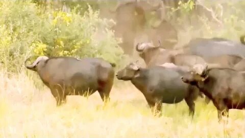 How Wild Animals video || A wild animals hunting || wild animal attack