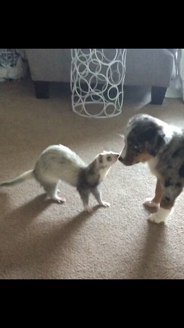 Puppy meets ferret for the very first time