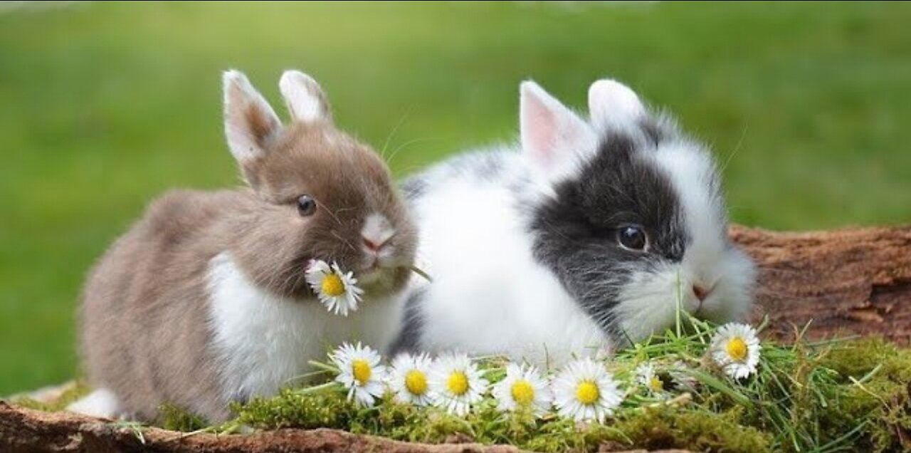 Cute Rabbits and funny video