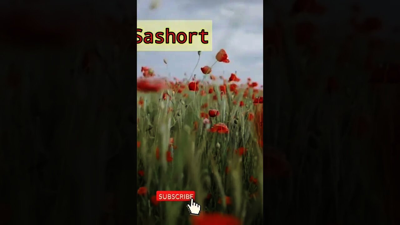 nature|beautiful flowers 🌹🌺🌺|nature short