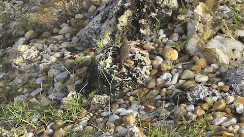 Northern Curly-Tailed Lizard in Paradise- 8/25/2021- 4K