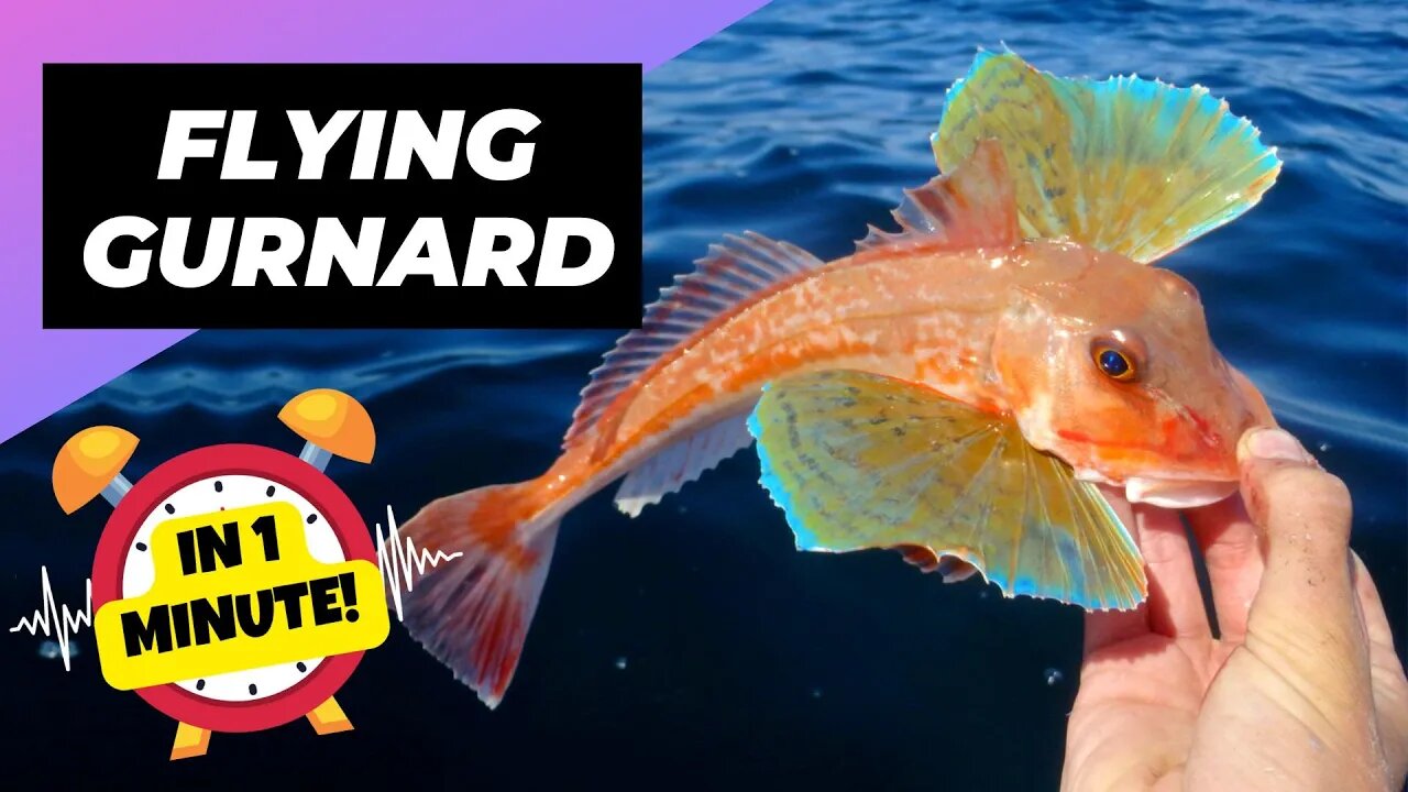 Flying Gurnard - In 1 Minute! 🐠 One Of The Most Beautiful Sea Creatures | 1 Minute Animals