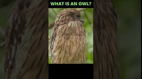 WHAT IS AN OWL? #shorts