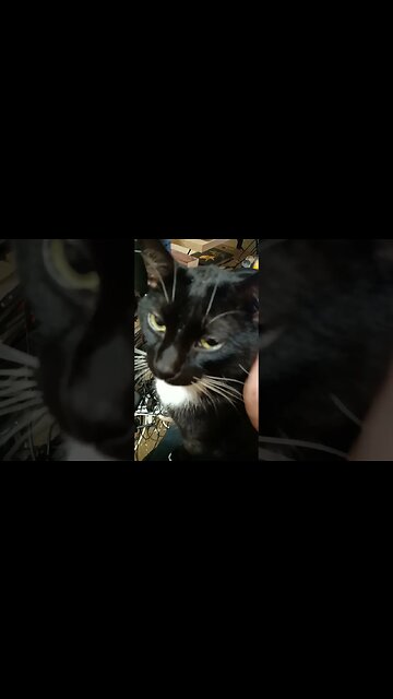 petting my cat #shortsfeed #shortsvideo #youtubeshorts #catvideos #cat #kittycat #kitty