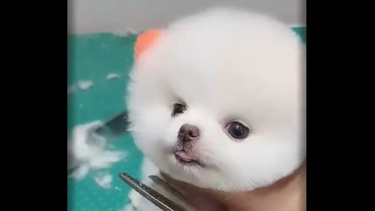 TRY NOT TO LAUGH Tiny Dog Having a Furrr Cut!