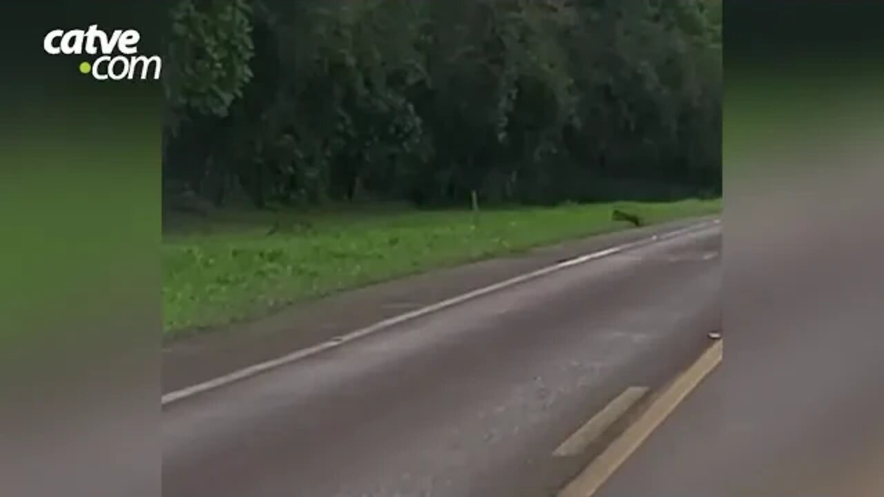 Onça-pintada e filhote são flagrados no Parque Nacional do Iguaçu