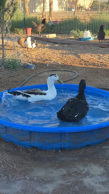 Pitter patter of happy ducky feet