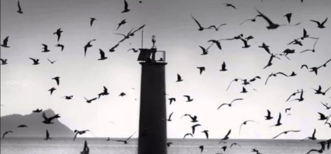 Flight of the Starlings: Watch This Eerie but Beautiful Phenomenon | Short Film Showcase