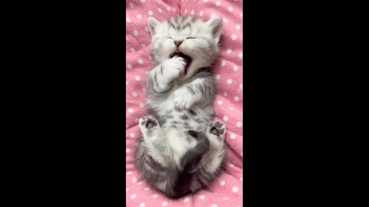 Cute Cat WhatsApp status tamil