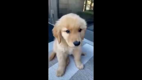 Funny and Cute Golden Retriever Puppy Moments Compilation
