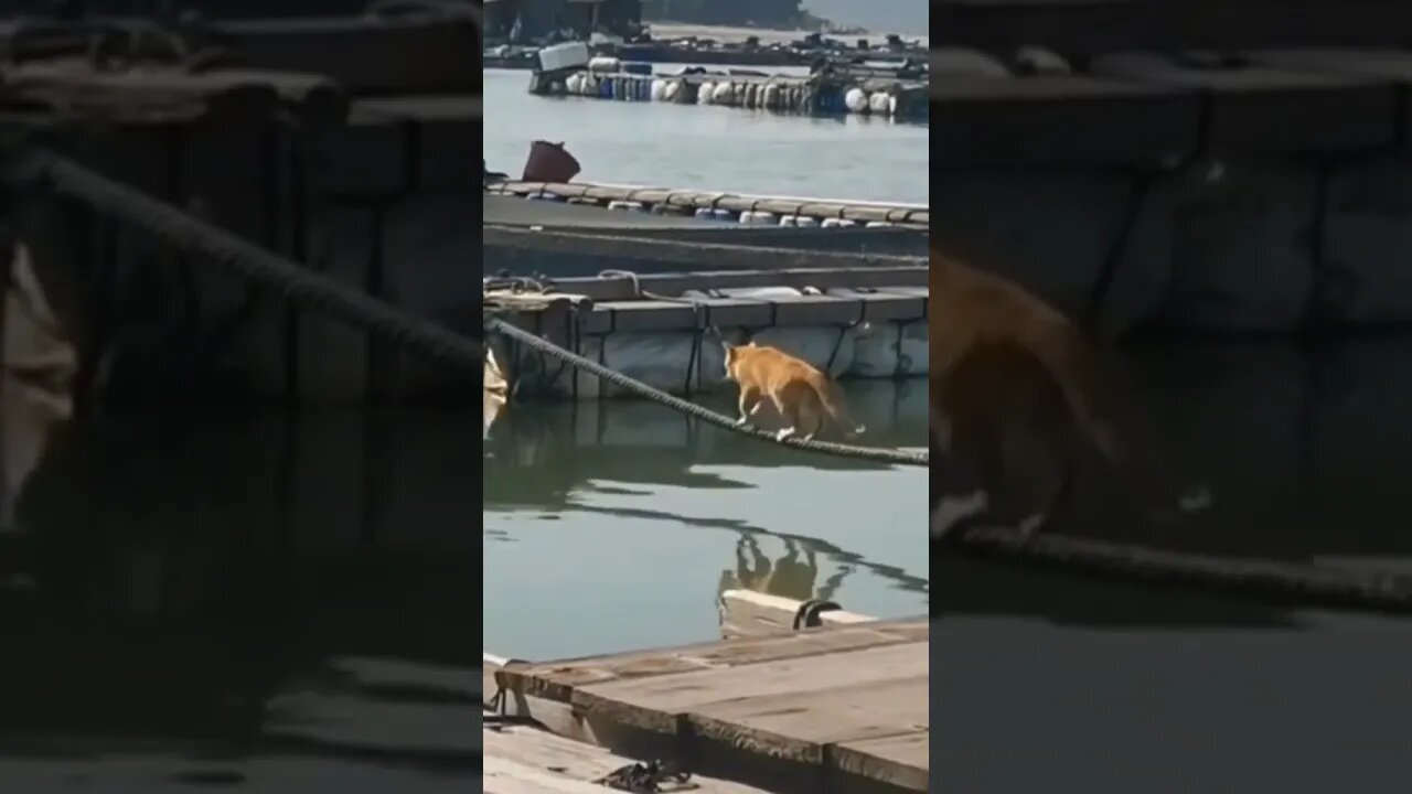 أنت أتخضيت يا حج كامل