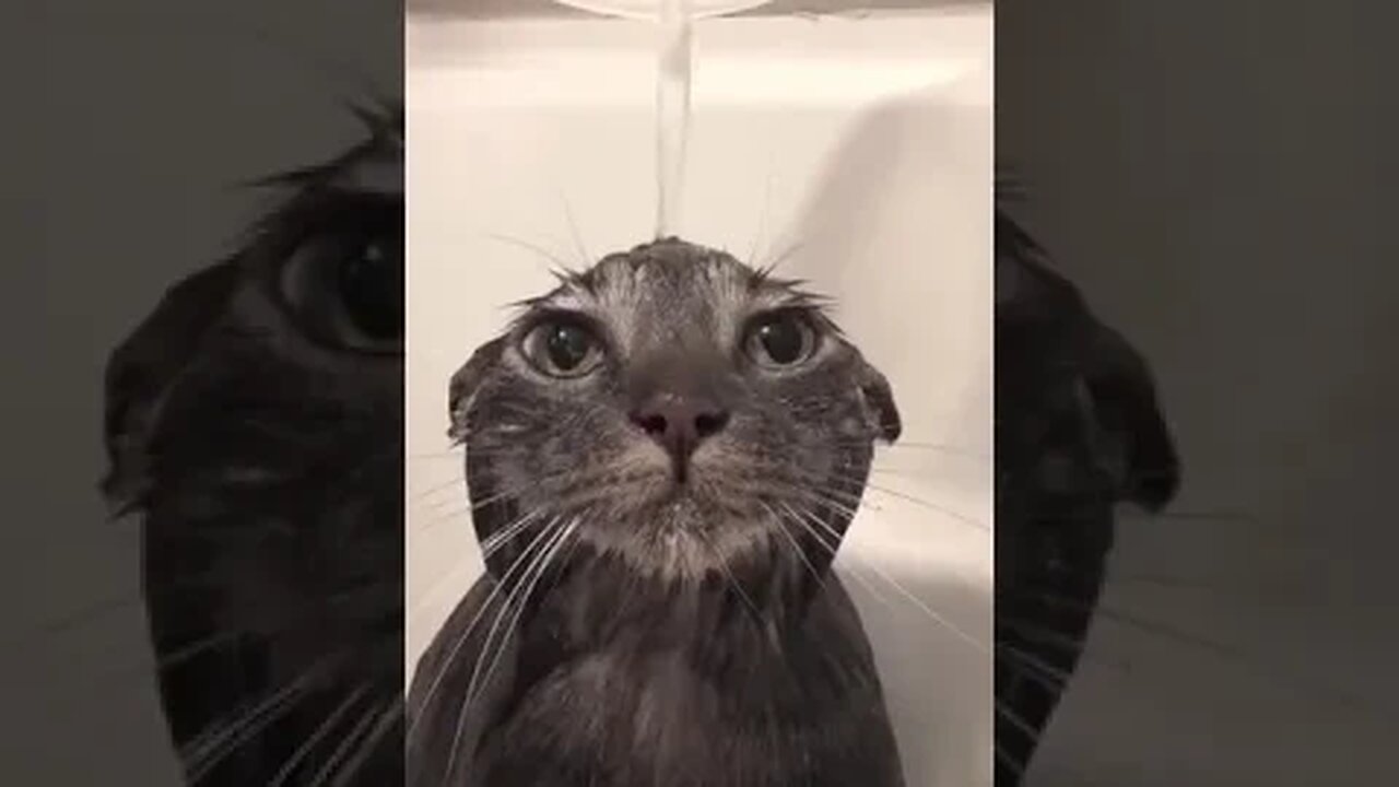 PLAYING CAT VIDEO MEAWWW