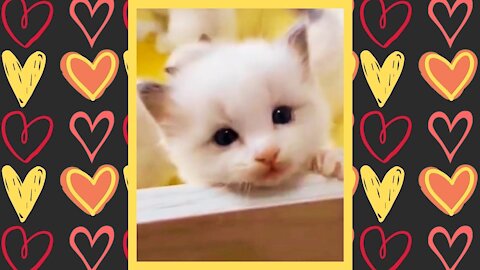 Cute Baby Cats videos compilation #1