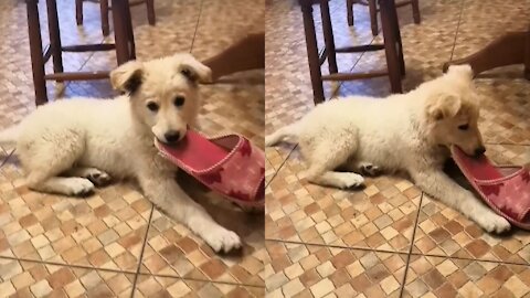 Little fluffy puppy plays with slipper. Very good boy!