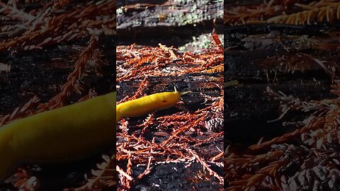 Calming Nature 🍌🐌 Banana Slug’s Graceful Crawl on Burnt Redwood Tree with Soothing Forest Sounds