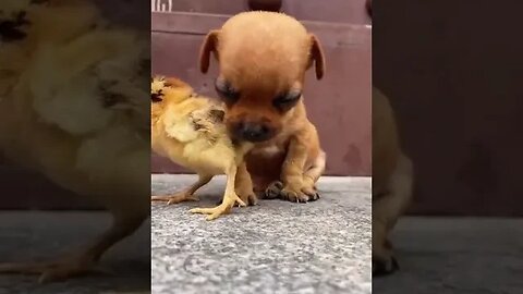 Awww Sooo Cute !!!! 😍 🥰 😘 Puppy & Chick Shorts #cute #cutevideostatus #bestvideos2023 #viralpets