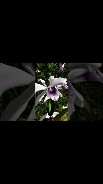 🤩 Chef's Kiss 👌🏼 #thatisall #ninjaorchids #shorts