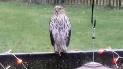 Little Hawk visits during Halloween season!