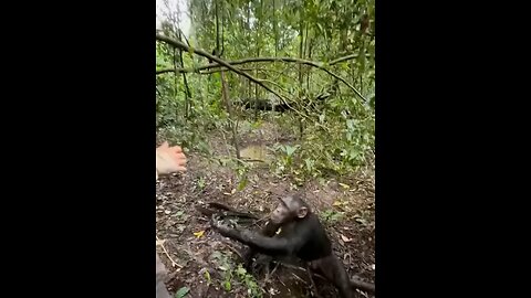 Monkey helping