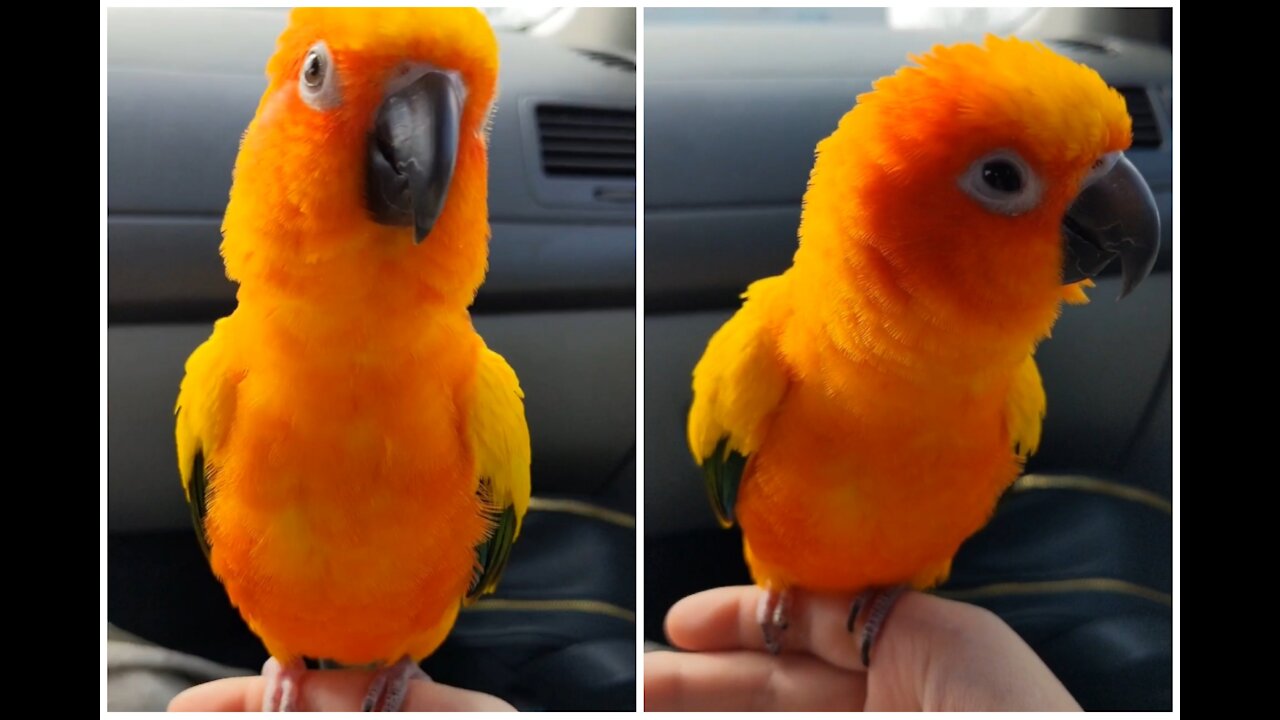 Parrot Goog dancer