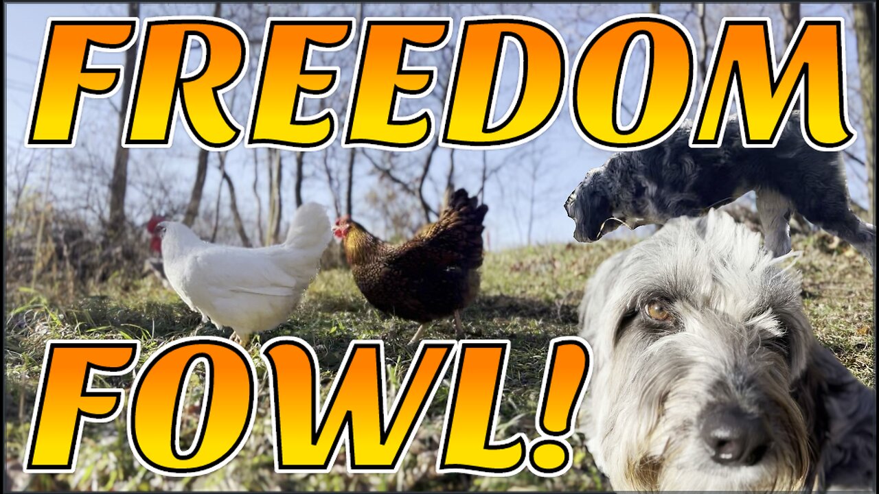 'Let Them Eat Bugs!' | Chickens Tasting FREEDOM!