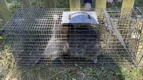 Caught the raccoon!