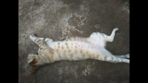 #lazy cat