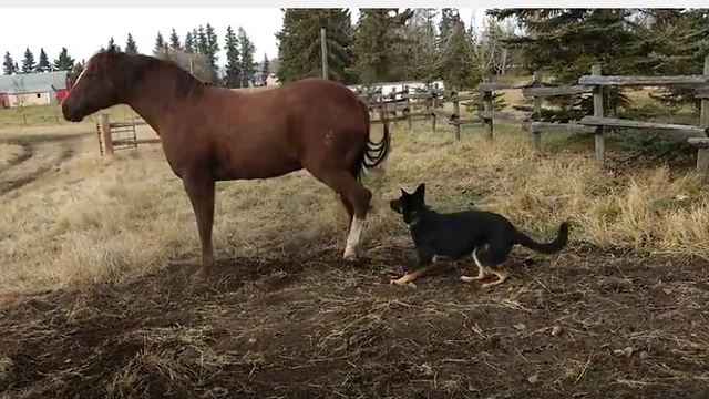 Horse not happy with overly-affection German Shepherd