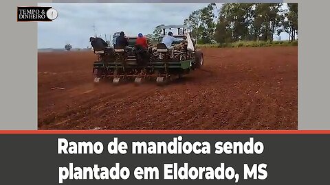 Mandioca : ramo de mandioca sendo plantado em Eldorado, MS, mostra o Luiz César Arcego