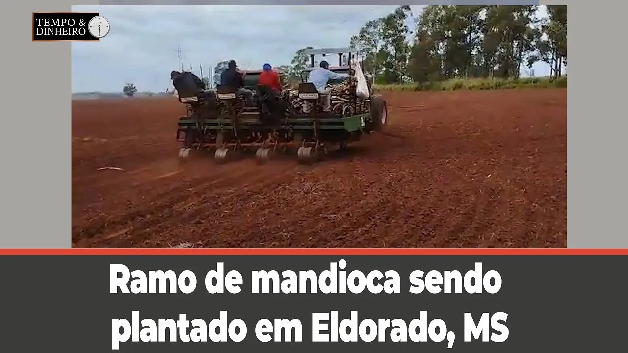 Mandioca : ramo de mandioca sendo plantado em Eldorado, MS, mostra o Luiz César Arcego