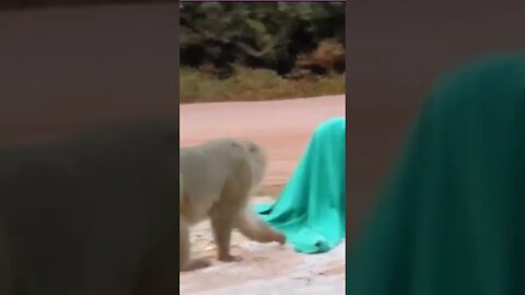 videos de risas