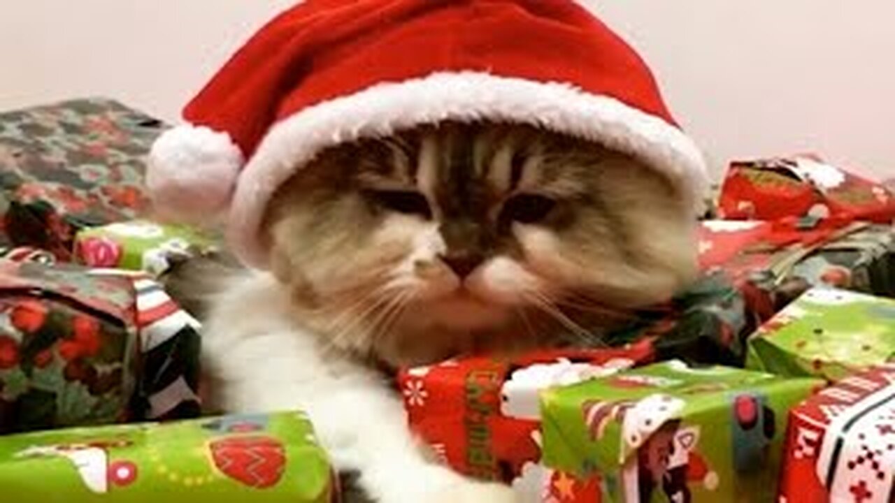 FUNNIEST Holiday Pets! 🤣 | Best Christmas Cats & Dogs 2024