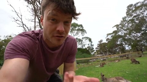 Clumsy Baby Kangaroo Learns To Hop 🦘 - The Lifestyle of a Cute Baby-6