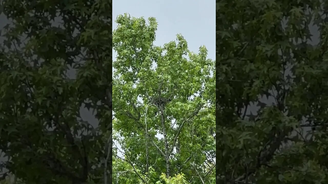 Hawk nesting in Louisiana