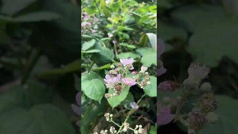 Spring Vibes tiktok forestfloormagic