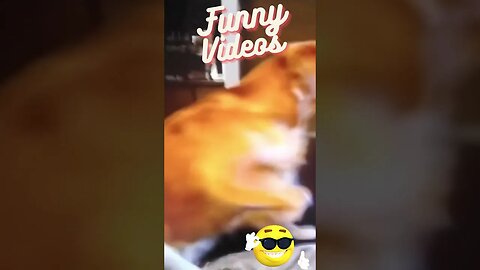 #Funny videos #funny dog # funny moments #shorts