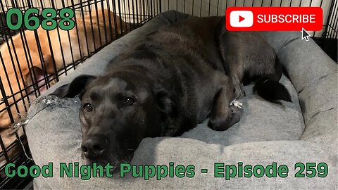 [0688] GOOD NIGHT PUPPIES - EPISODE 259 [#dogs #doggos #doggies #puppies #dogdaycare]