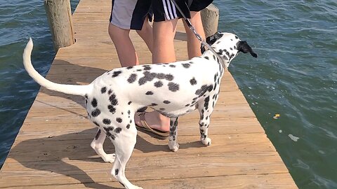 Luna On a Dock in Melbourne Fl
