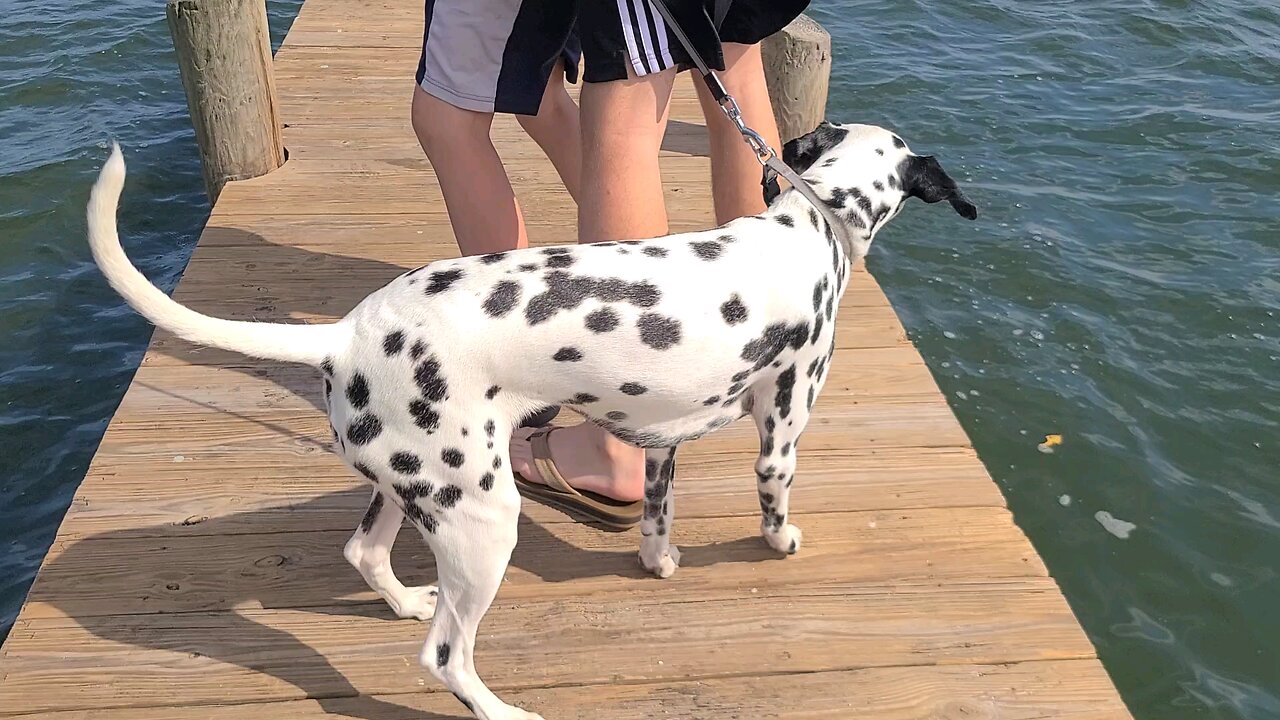 Luna On a Dock in Melbourne Fl