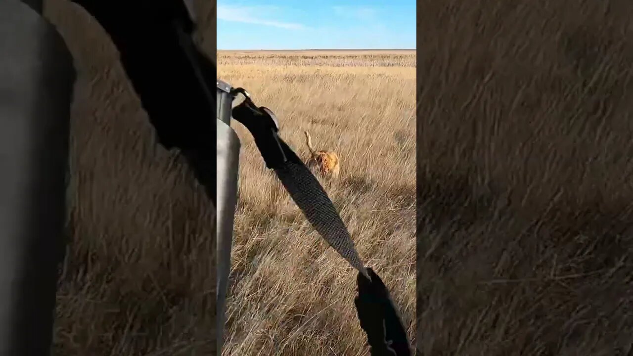 Golden Retriever Flushing a Pheasant in South Dakota #goldenretriever #southdakota #pheasanthunting