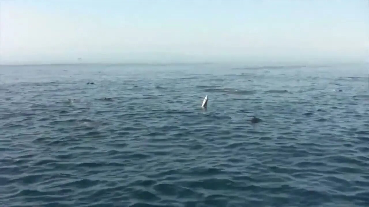 Amazing Wild Dolphins doing Spinner Jumpings - Funny Videos