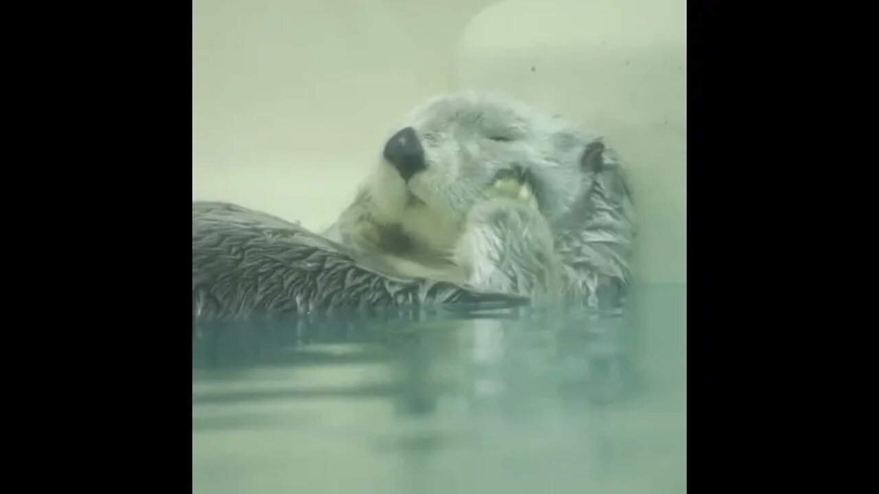 Feeling sad in Water 💦 | #Shorts #Animals #Sea