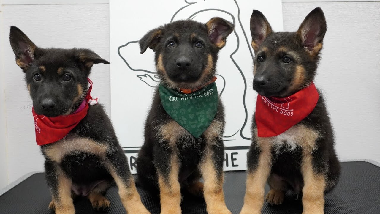 Chaotic German Shepherd puppies first bath | Cuteness overload