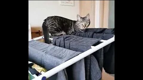Awasome Job Done By This Cat | See The Cat Talent Get Down From Big Stand.