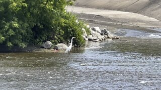 Cormorant playing peekaboo with White Egret